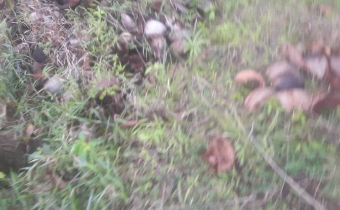 Land Lot for Sale Bitaugan East, Cagwait. Photo#7
