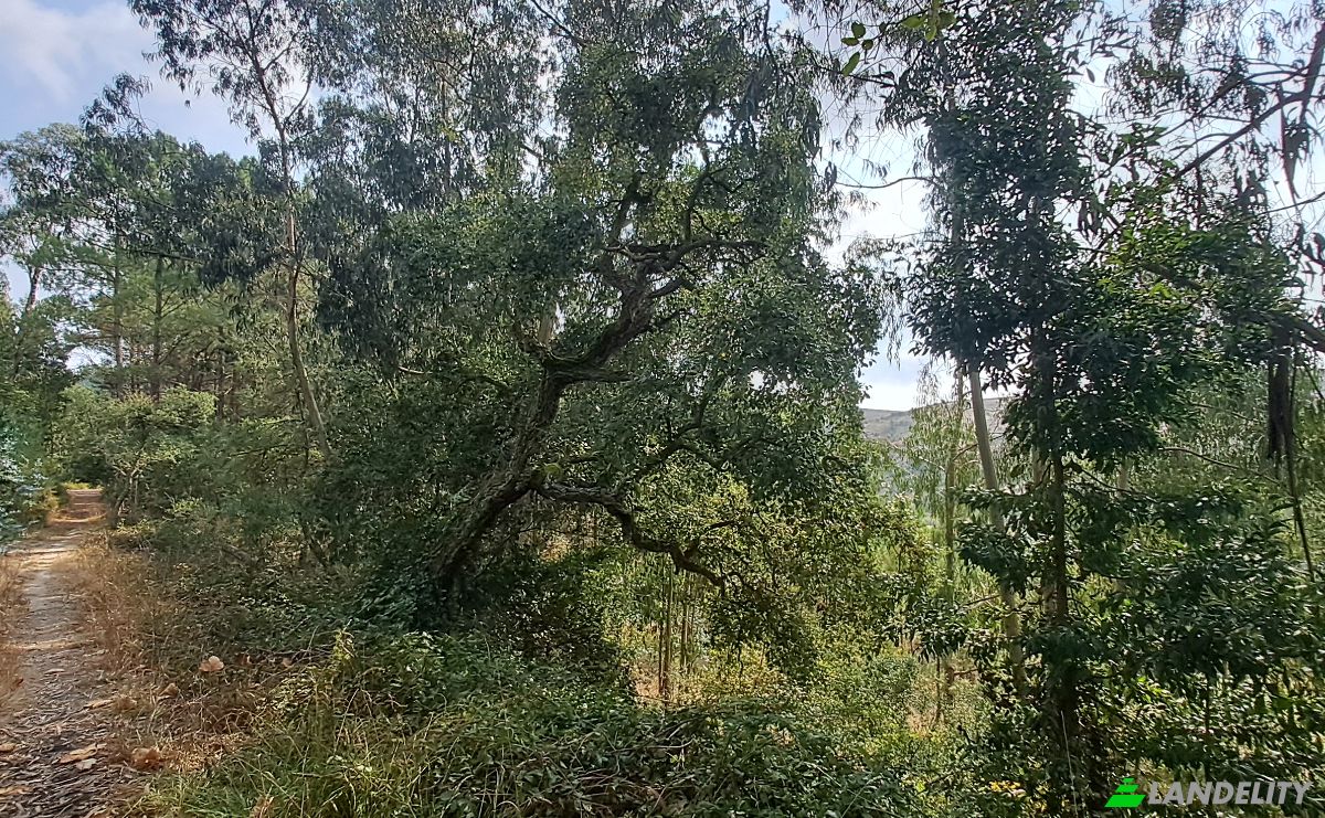 Land Lot for Sale Lg das Lapas 2, 2670-749 Lousa, Lousa, Loures, Lisbon, Portugal. Photo 19