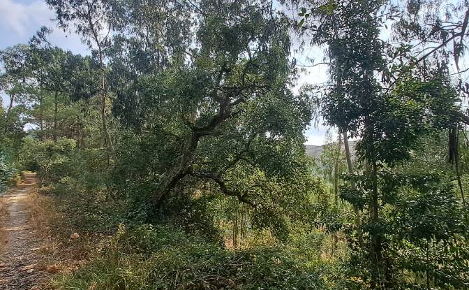 Land Lot for Sale Lg das Lapas 2, 2670-749 Lousa. Photo#19 Land Lot for Sale Lg das Lapas 2, 2670-749 Lousa. Photo#19