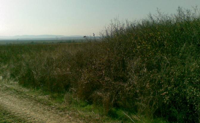 Land Lot for Sale at bez ime, Cholakova cheshma. Photo#5