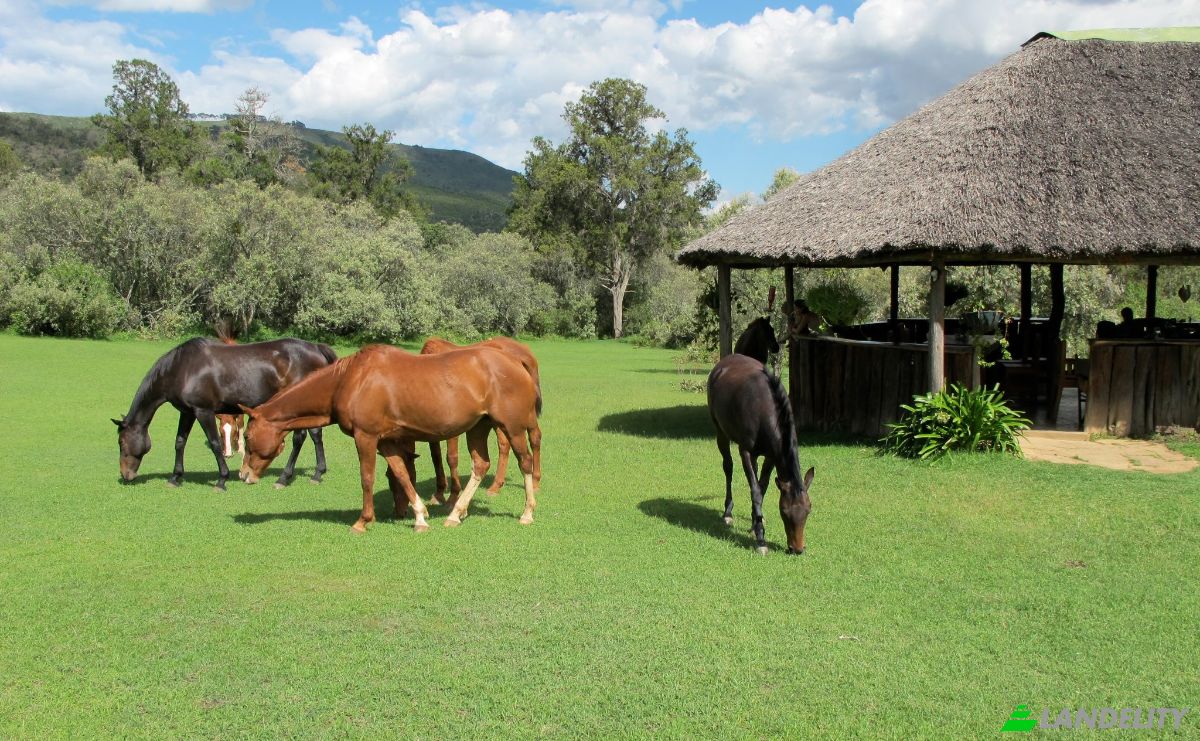 Land Lot for Sale Melewa, Naivasha, Nakuru County, Kenya. Photo 3