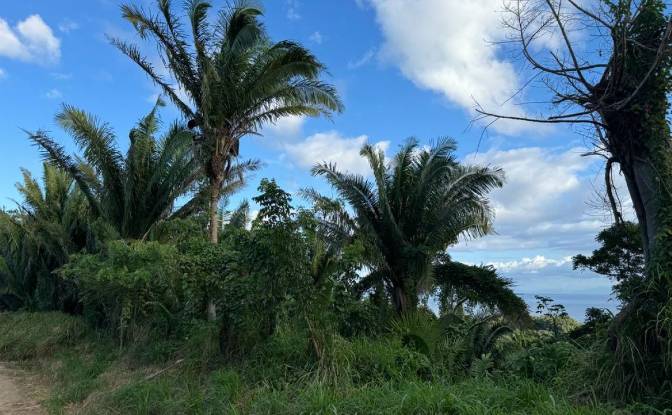 Land Lot for Sale Palmetto Bay Rd, Bay Islands. Photo#5