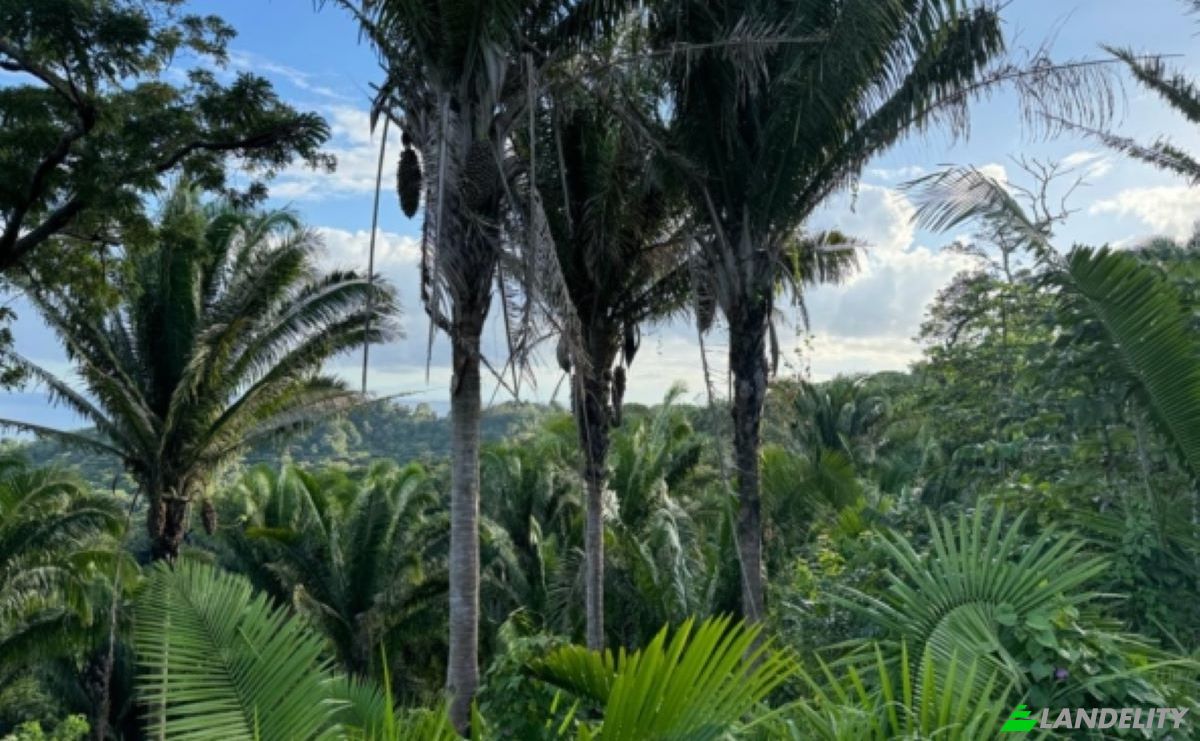 Land Lot for Sale Palmetto Bay Rd, Bay Islands, French Harbour, Roatan, Bay Islands Department, Honduras. Photo 14