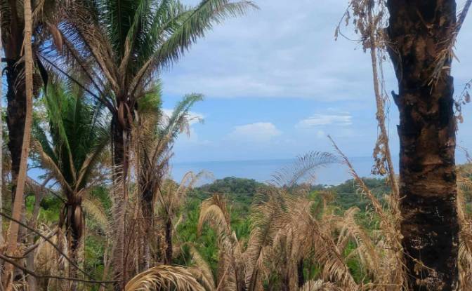 Land Lot for Sale Palmetto Bay Rd, Bay Islands. Photo#11