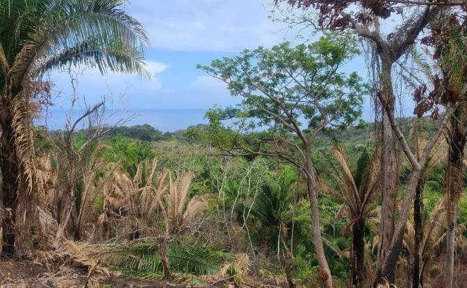 Land Lot for Sale Palmetto Bay Rd, Bay Islands. Photo#12