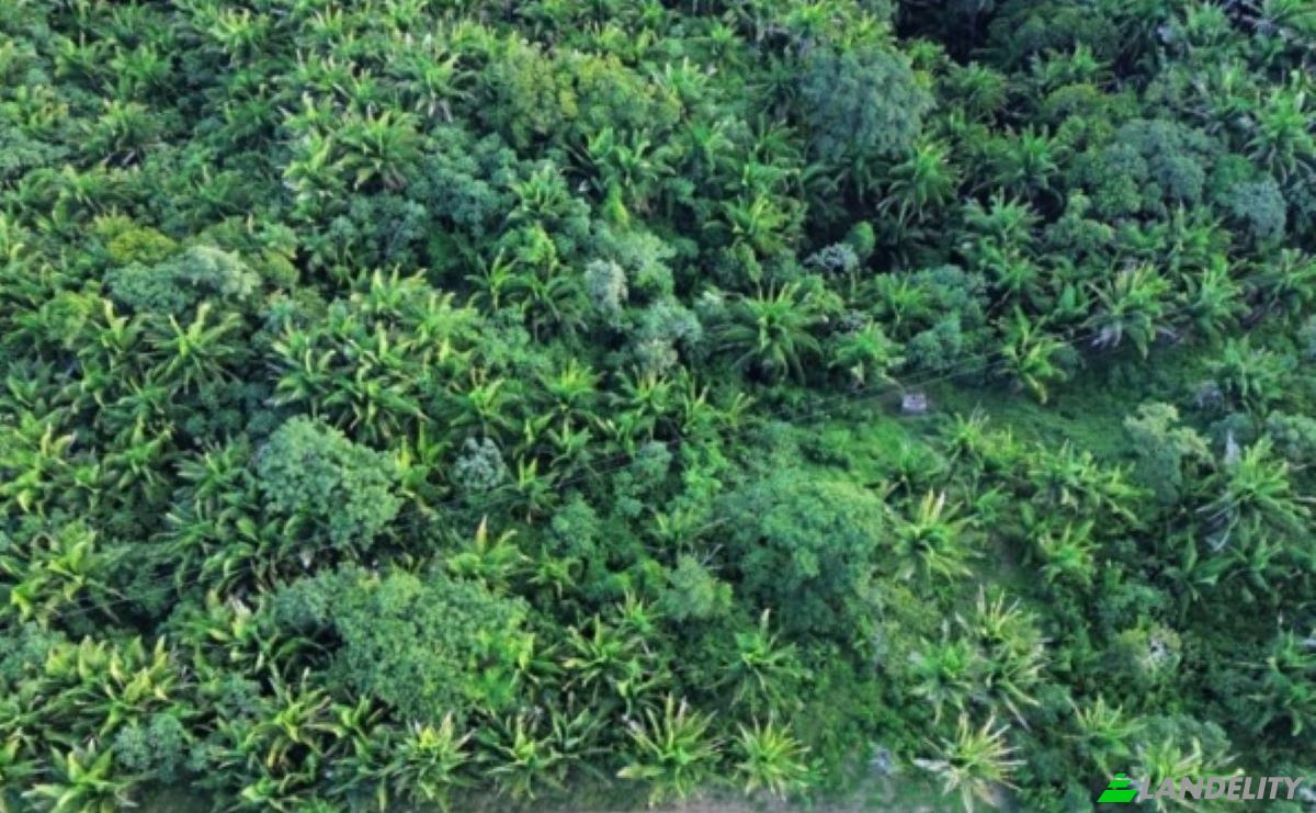 Land Lot for Sale Palmetto Bay Rd, Bay Islands, French Harbour, Roatan, Bay Islands Department, Honduras. Photo 13