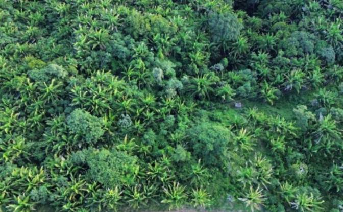 Land Lot for Sale Palmetto Bay Rd, Bay Islands. Photo#13