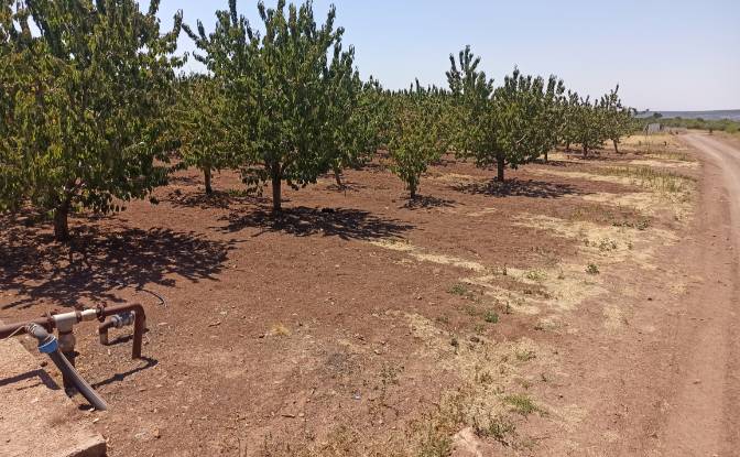 Farm/Ranch for Sale Ilicalar, Mihaliccik. Photo#8 Farm/Ranch for Sale Ilicalar, Mihaliccik. Photo#8
