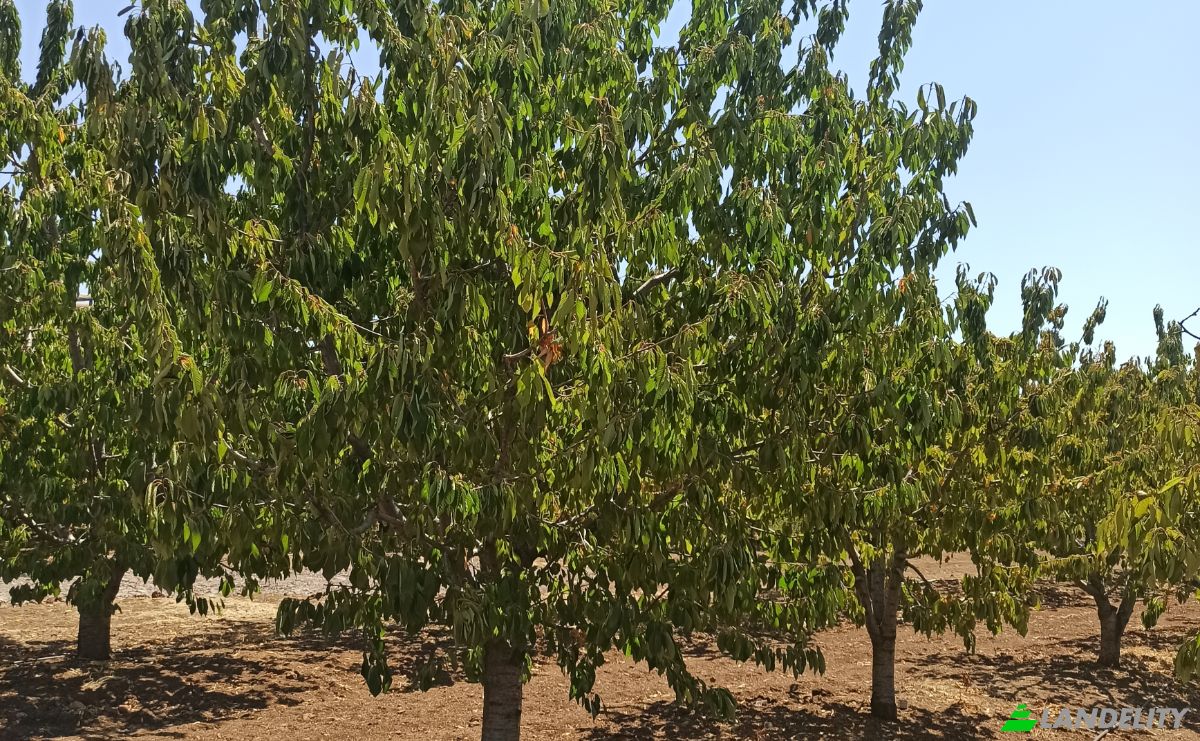 Farm/Ranch for Sale Ilicalar, Mihaliccik, Eskisehir, Turkiye, Isimsiz Yol, 26900 Mihaliccik Eskisehir. Photo 3