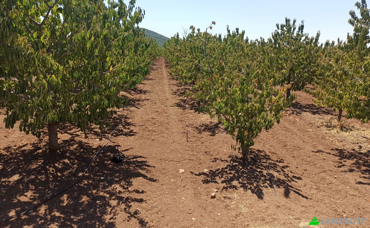 Farm/Ranch for Sale Ilicalar, Mihaliccik, Eskisehir, Turkiye, Isimsiz Yol, 26900 Mihaliccik Eskisehir. Photo 5