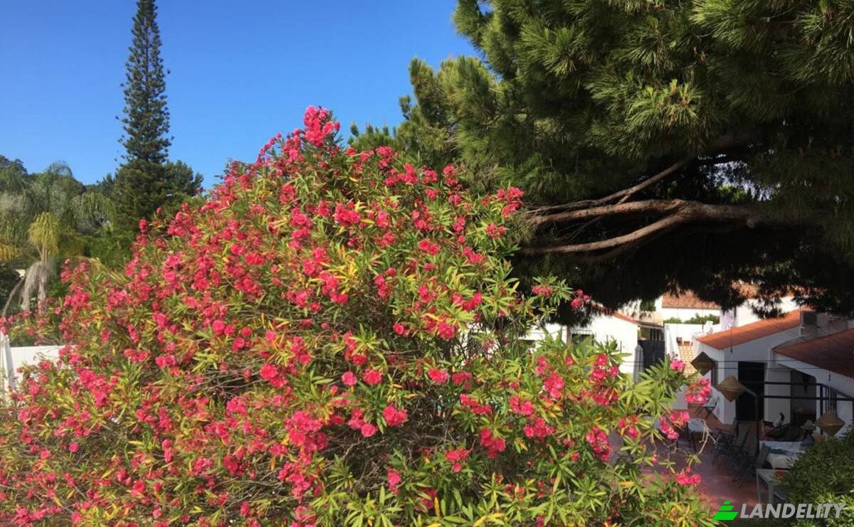 Bungalow en venta R dos Portugueses 2110, 8200 Albufeira, Olhos de Agua, Albufeira, Faro District, Portugal. Foto 19