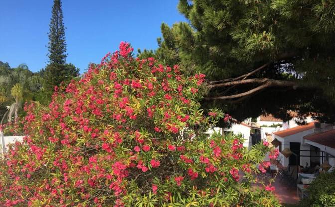 Bungalow en venta R dos Portugueses 2110. Foto#19