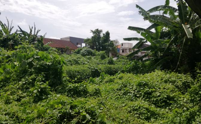 Investing/Development for Sale Canggu, Kuta Utara. Photo#5