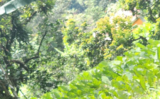 Investing/Development for Sale - Mero, Dominica