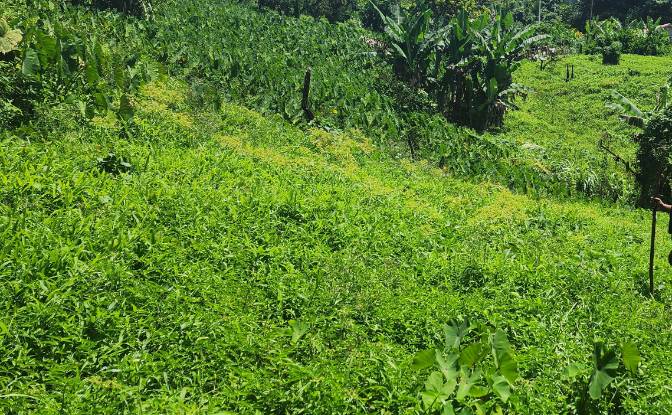 Investing/Development for Sale Dr Nicholas. Photo#2