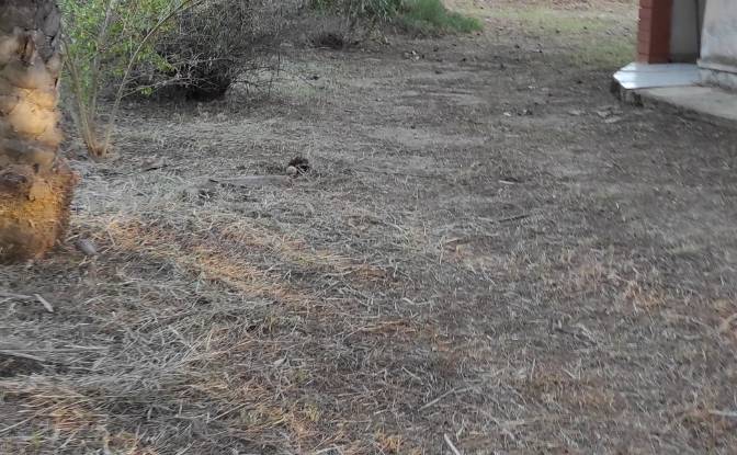 Farm/Ranch for Sale Via Ozieri, 07041 Alghero SS. Photo#7