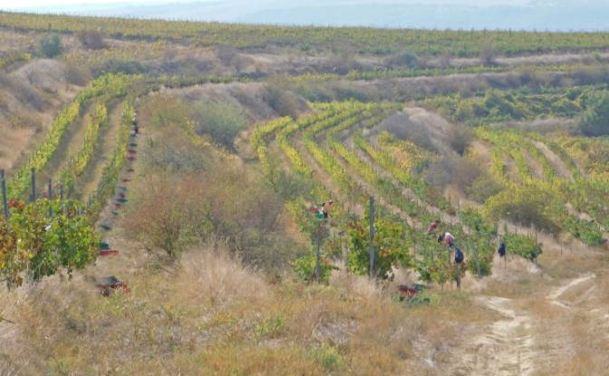Business for Sale Str Murelor, Urluia, Adamclisi. Photo#4 Business for Sale Str Murelor, Urluia, Adamclisi. Photo#4