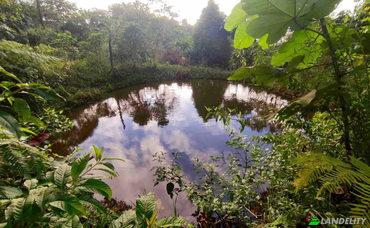 Farm/Ranch for Sale E20, Cotapino, Loreto Canton, Orellana, Ecuador. Photo 13
