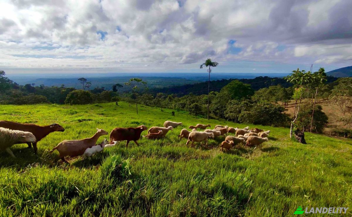Farm/Ranch for Sale E20, Cotapino, Loreto Canton, Orellana, Ecuador. Photo 2