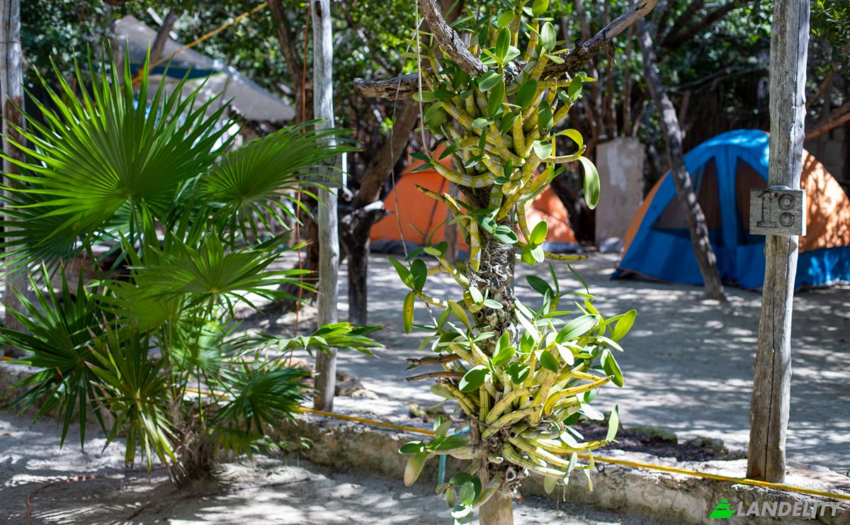 Cabin/Cottage for Sale Calle Chac-Chi esquina, 77310 Holbox, Holbox, Lazaro Cardenas Municipality, Quintana Roo, Mexico. Photo 4