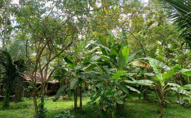 Bungalow for Sale Dummalasuriya, Puttalam. Photo#18 Bungalow for Sale Dummalasuriya, Puttalam. Photo#18