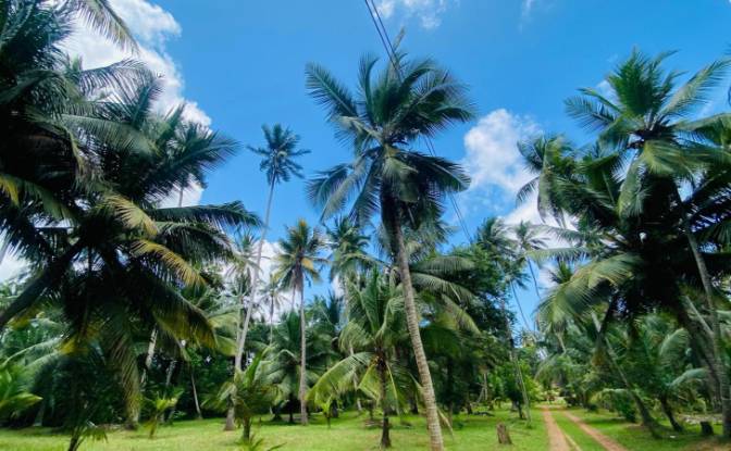 Bungalow for Sale Dummalasuriya, Puttalam. Photo#15 Bungalow for Sale Dummalasuriya, Puttalam. Photo#15