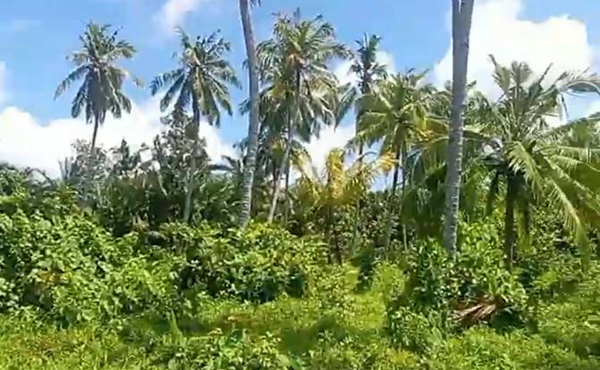 Land Lot for Sale Sipora Jaya. Photo#11