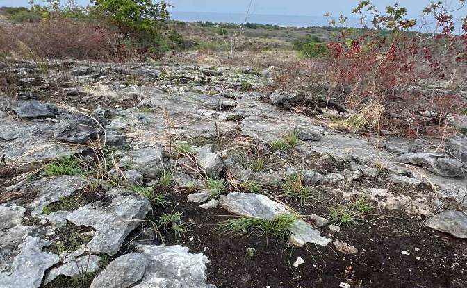 Land Lot for Sale Jalan Tanpa Nama, Hamba Praing. Photo#3