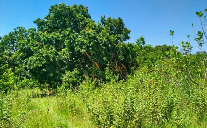 Land Lot for Sale Jalan Tanpa Nama, Kadahang. Photo#4 Land Lot for Sale Jalan Tanpa Nama, Kadahang. Photo#4