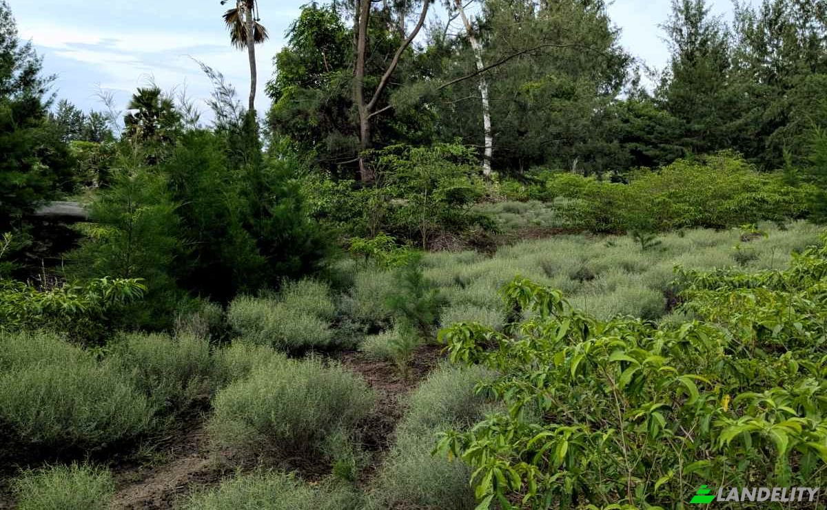 Grondperceel Te koop Jalan Tanpa Nama, Palakahembi, East Sumba Regency, East Nusa Tenggara, Indonesia, Kec Pandawai, Kabupaten Sumba Timur, Nusa Tenggara Tim. Foto 3