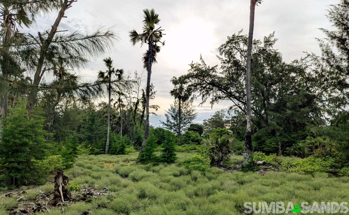Grondperceel Te koop Jalan Tanpa Nama, Palakahembi, East Sumba Regency, East Nusa Tenggara, Indonesia, Kec Pandawai, Kabupaten Sumba Timur, Nusa Tenggara Tim. Foto 5