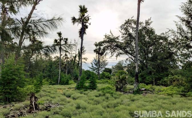 Grondperceel Te koop Jalan Tanpa Nama, Palakahembi. Foto#5