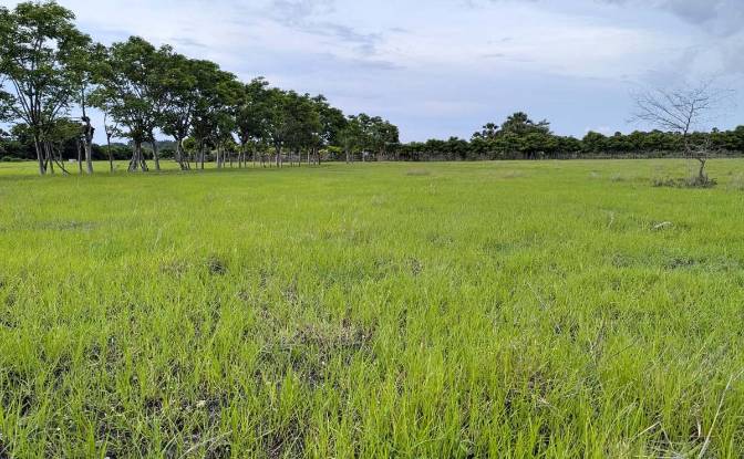 Land Lot for Sale Jalan Tanpa Nama, Palakahembi. Photo#3