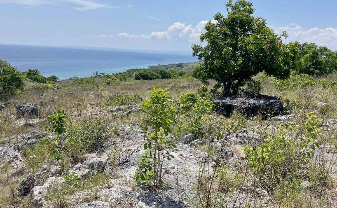 Land Lot for Sale Jalan Tanpa Nama, Hamba Praing. Photo#4