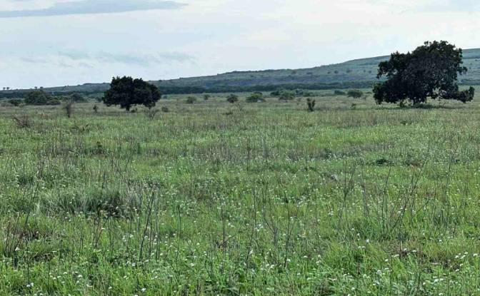 Land Lot for Sale Jalan Tanpa Nama, Hamba Praing. Photo#5 Land Lot for Sale Jalan Tanpa Nama, Hamba Praing. Photo#5