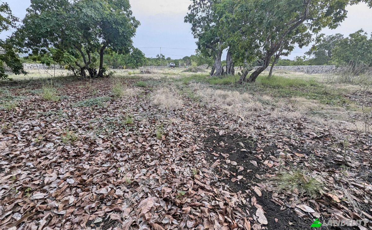 Land Lot for Sale Jalan Tanpa Nama, Mondu, East Sumba Regency, East Nusa Tenggara, Indonesia, Kec Kanatang, Kabupaten Sumba Timur, Nusa Tenggara Tim. Photo 4