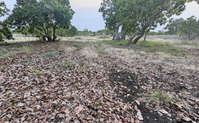 Land Lot for Sale Jalan Tanpa Nama, Mondu. Photo#4 Land Lot for Sale Jalan Tanpa Nama, Mondu. Photo#4