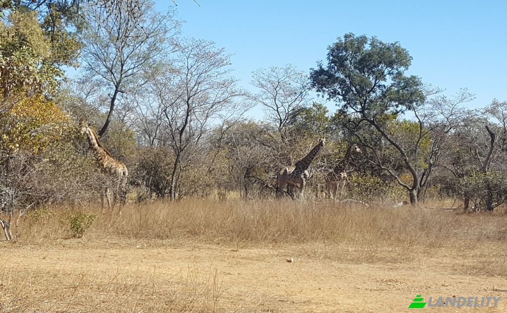 Land Lot for Sale Waterberg District Municipality, Limpopo, South Africa. Photo 17