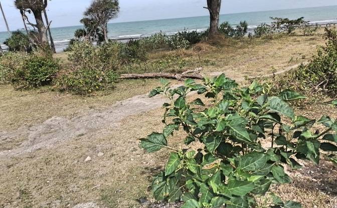 Land Lot for Sale Lainjanji, East Sumba Regency. Photo#3