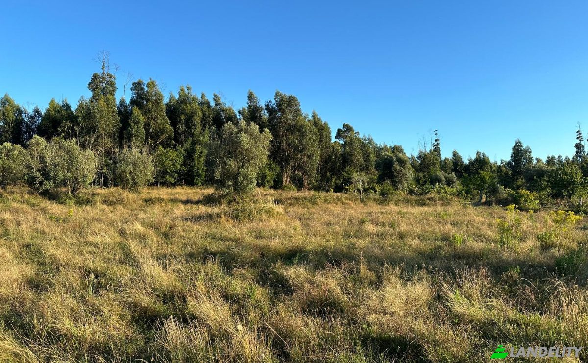 Земельна ділянка продаж Av 23 de Maio 55, 3405-627 Vila Franca da Beira, Vila Franca da Beira, Oliveira do Hospital, Coimbra District, Portugal. Фото 8