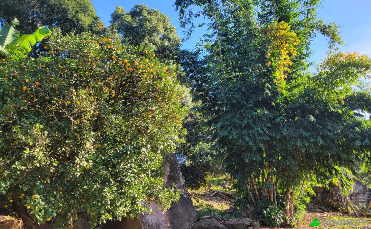 Granja/Rancho en venta R Joao Becker, 2067, Pinhal Alto, Nova Petropolis, State of Rio Grande do Sul, Brazil, 95150-000. Foto 9