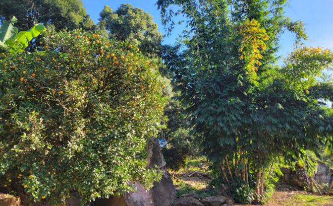Granja/Rancho en venta R Joao Becker, 2067. Foto#9