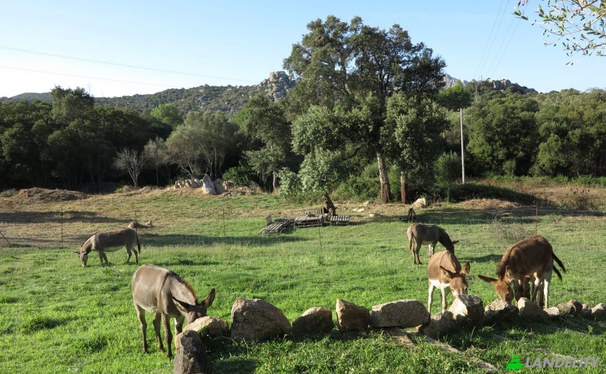 Land Lot for Sale Via Petralonga, 07021 Arzachena SS, Arzachena, Province of Sassari, Sardinia, Italy. Photo 2