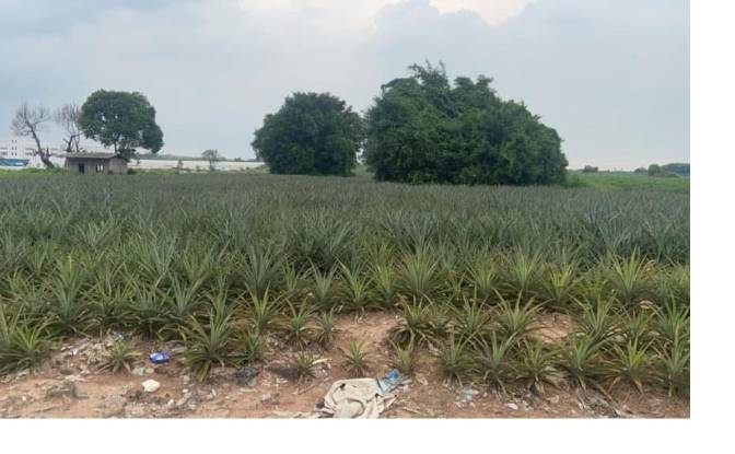 Investing/Development for Sale 538Mabyangphon. Photo#2 Investing/Development for Sale 538Mabyangphon. Photo#2