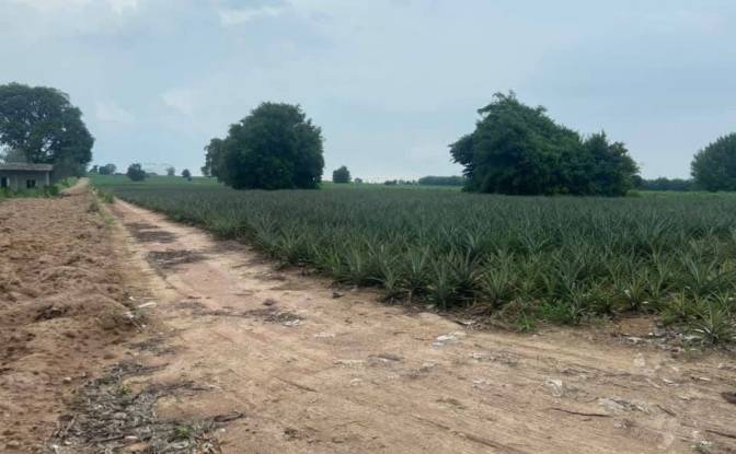 Investing/Development for Sale 538Mabyangphon. Photo#5 Investing/Development for Sale 538Mabyangphon. Photo#5