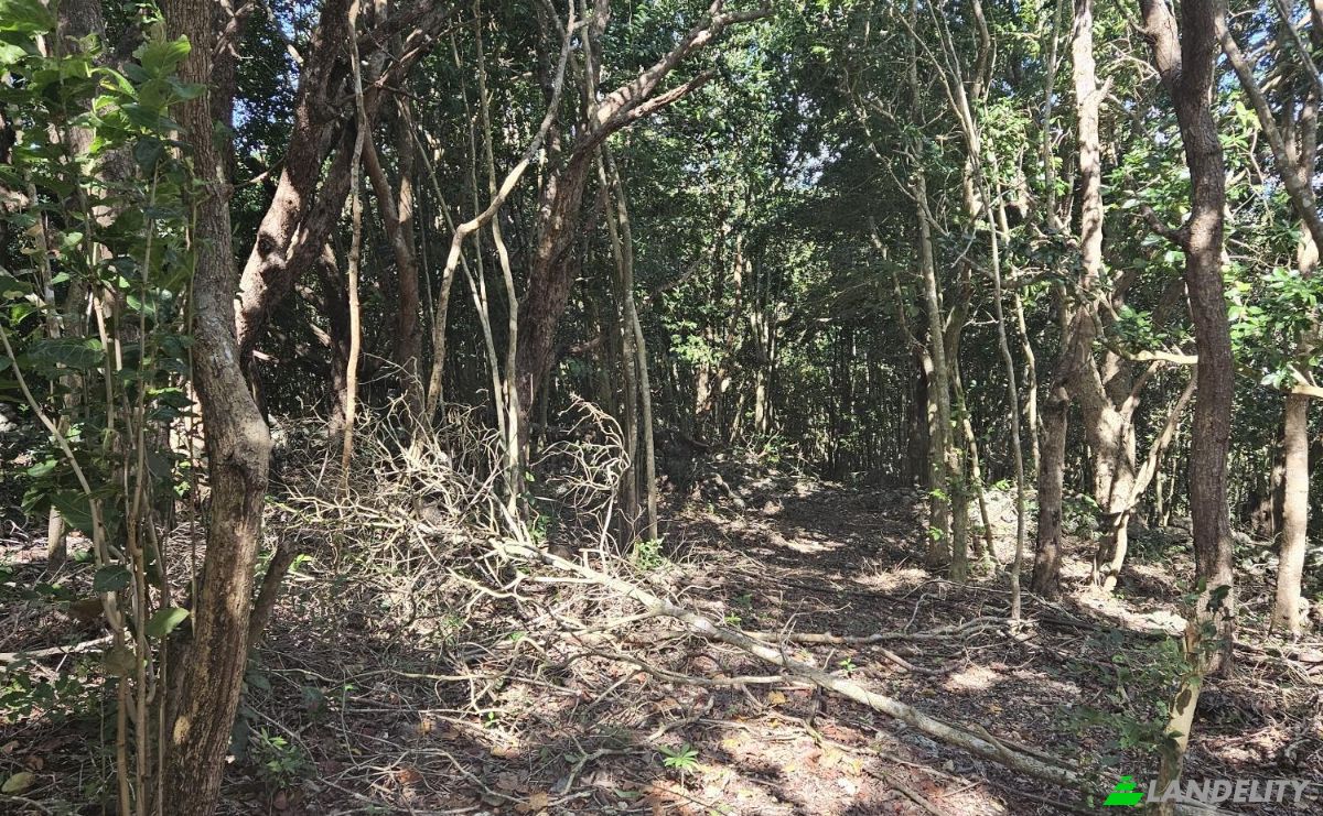 Land Lot for Sale StBrans Burg, St James Parish, Jamaica. Photo 3