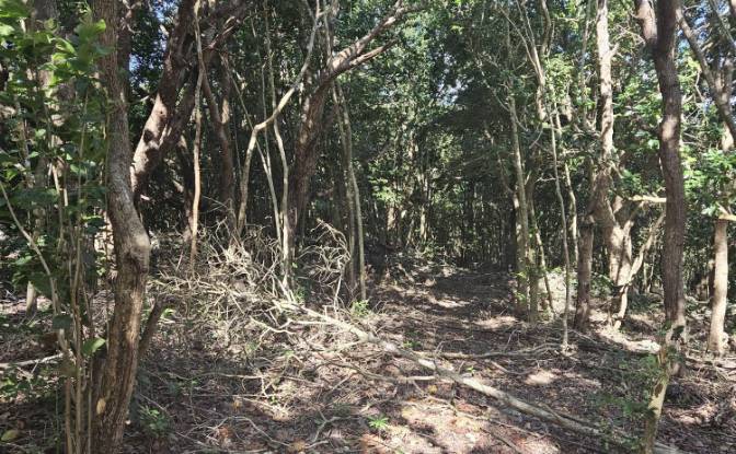 Land Lot for Sale StBrans Burg, St James Parish. Photo#3