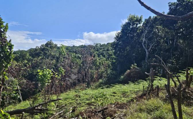 Land Lot for Sale StBrans Burg, St James Parish. Photo#7