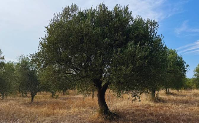 Farm/Ranch for Sale Fazanska cesta 53, 52215. Photo#2