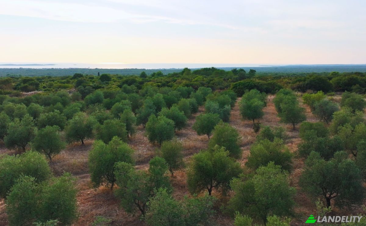 Farm/Ranch for Sale Fazanska cesta 53, 52215, Vodnjan, Grad Vodnjan, Istria County, Croatia. Photo 9